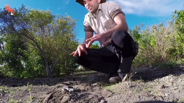Un homme met ses mains dans un nid de fourmis de feu