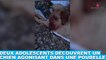 Deux adolescents découvrent un chien agonisant dans une poubelle ! Tout de suite dans la Minute Chien #205