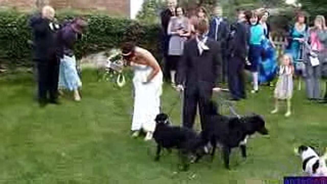 Funny Wedding Compilation Version 2.0 -latest 2016