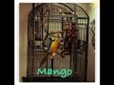 Guacamayo haciendo malabares