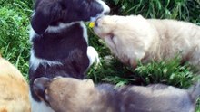 PUPPY