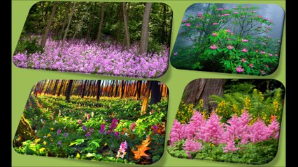 COP22 Rainforest permaculture - EL4DEV - Le Papillon Source Inner Africa 1