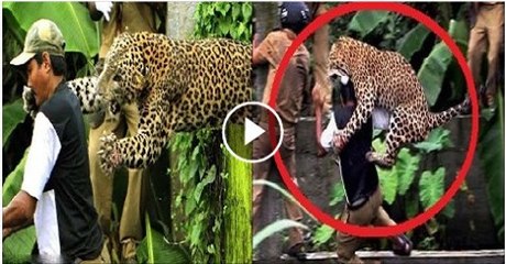 Tiger in Indian village