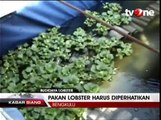 Budidaya Lobster, Usaha Rumahan yang Murah dan Ekonomis