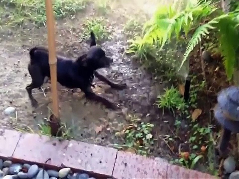 Fails Dog New Compilation