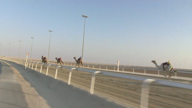 Au Qatar, des chameaux graines de champions