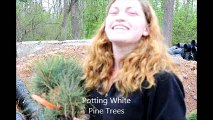 Fast Growing  Landscaping Trees...Potting White Pine Trees For Sale
