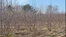 Low Cost  Quality Trees     Try planting River Birch Trees