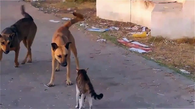 Бесстрашный кот напал на двух собак