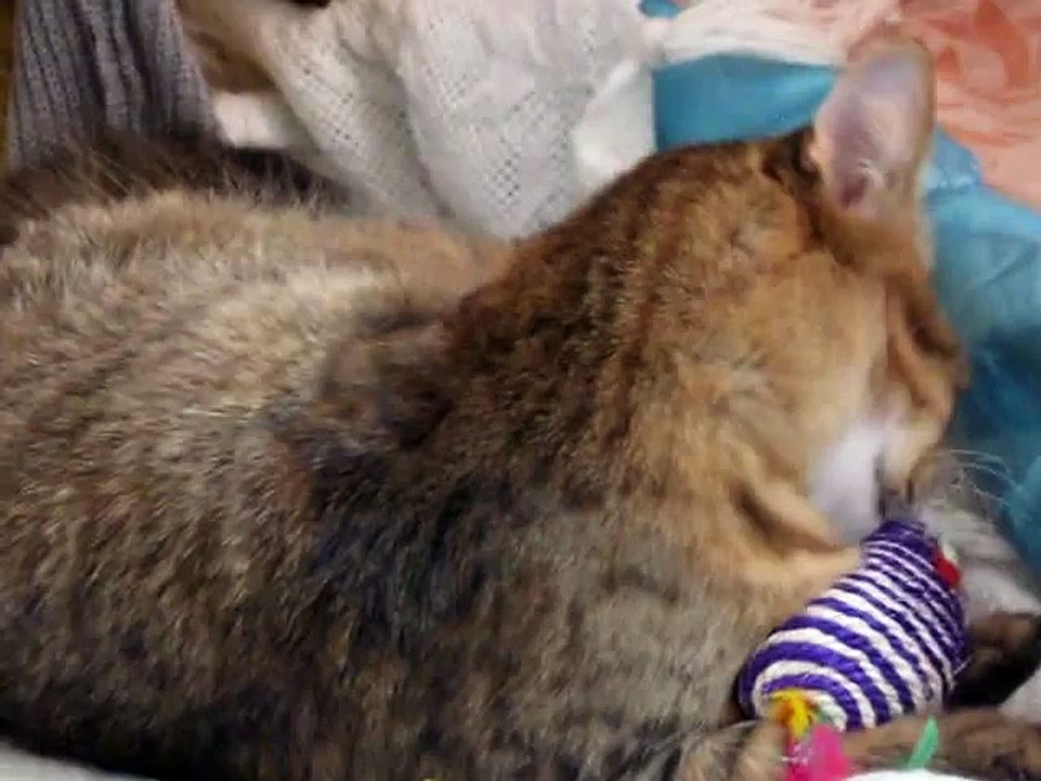Боня играет