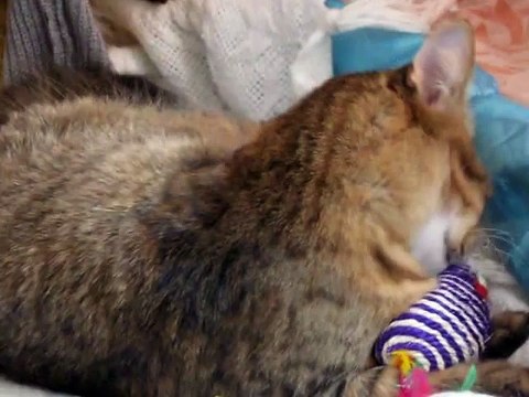 Боня играет