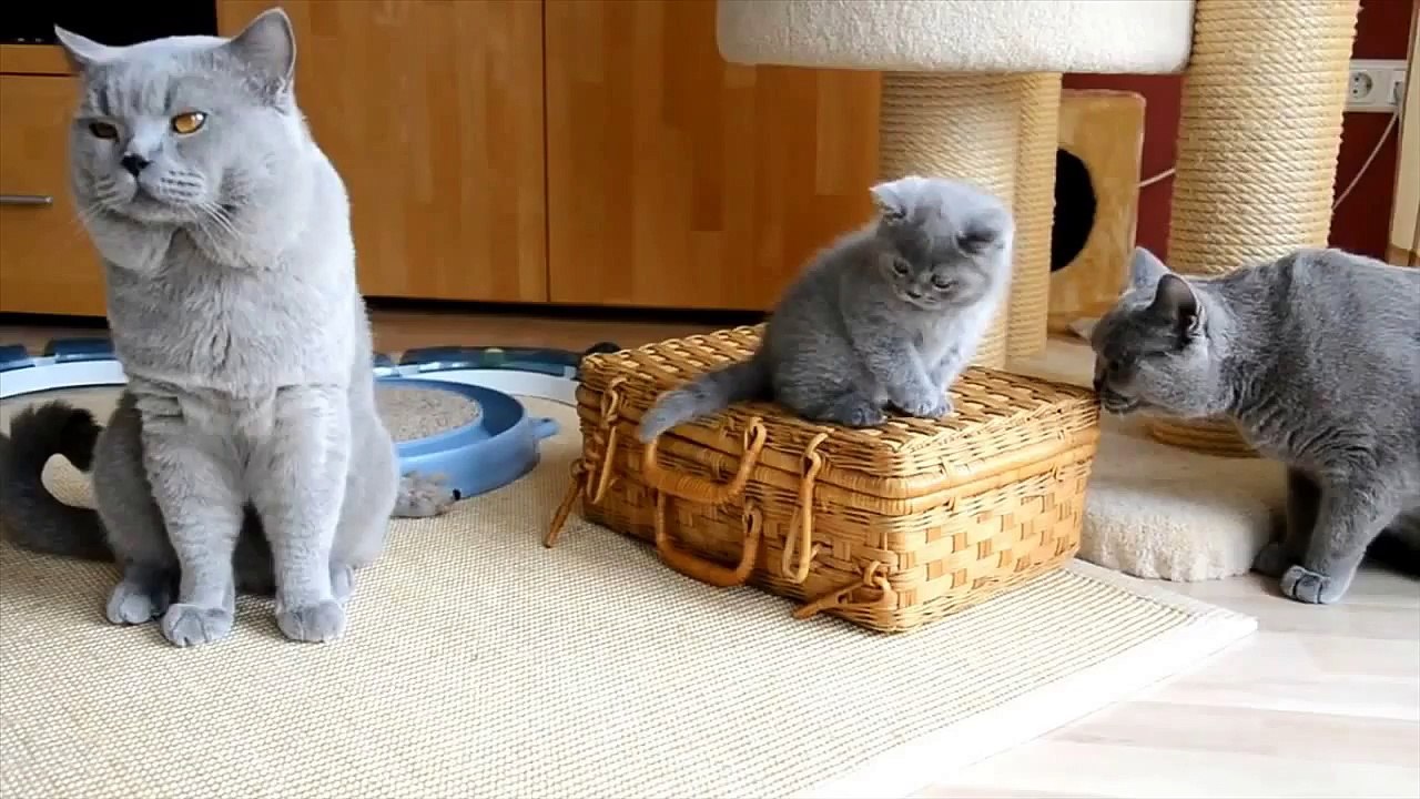 Британские мордашки котов