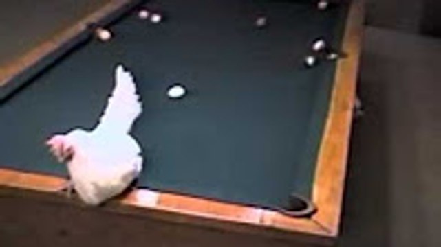 Come Play 8 ball Poo; With Hen-Amazing Expert Hen Funny Videos-Whatsapp Videos-Prank Videos-Funny Vines-Viral Video-Funny Fails-Funny Compilations-Just For Laughs