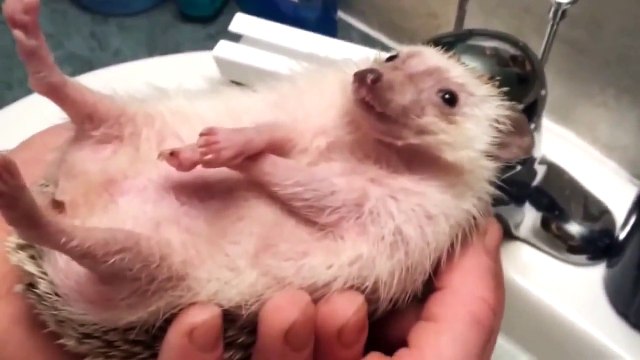 Животные,. Ежик принимает ванну