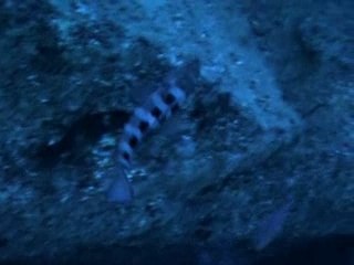 Cathédrale notre dame de flic en flac