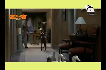 Bakra Eid Funny Clip Tezabi Totay