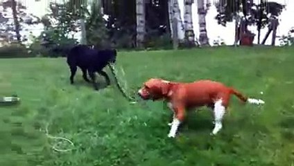 لقطات مضحكة للحيوانات