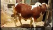 Beautiful Desi Bull For Sale - Karachi Cow Mandi Pakistan