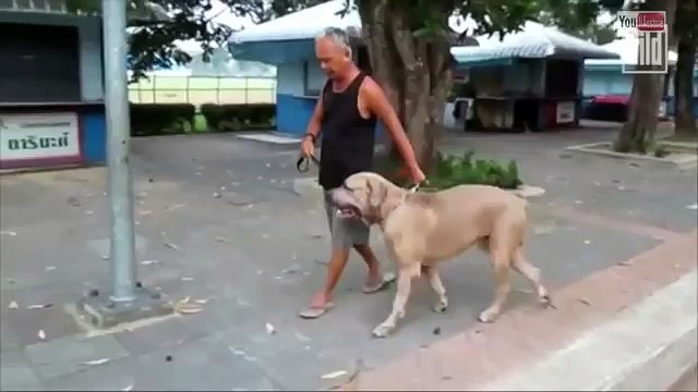 Кошка напала на собаку защищая котят