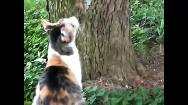 мама кошка спасает котенка