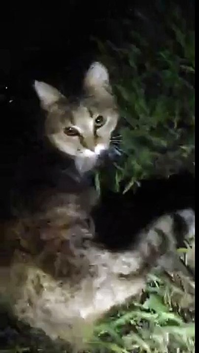 Александр Бон (shponks) on Periscope [2016-04-30 23-15] Гули гули