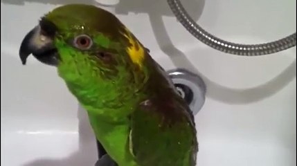 Попугай поёт советские песни