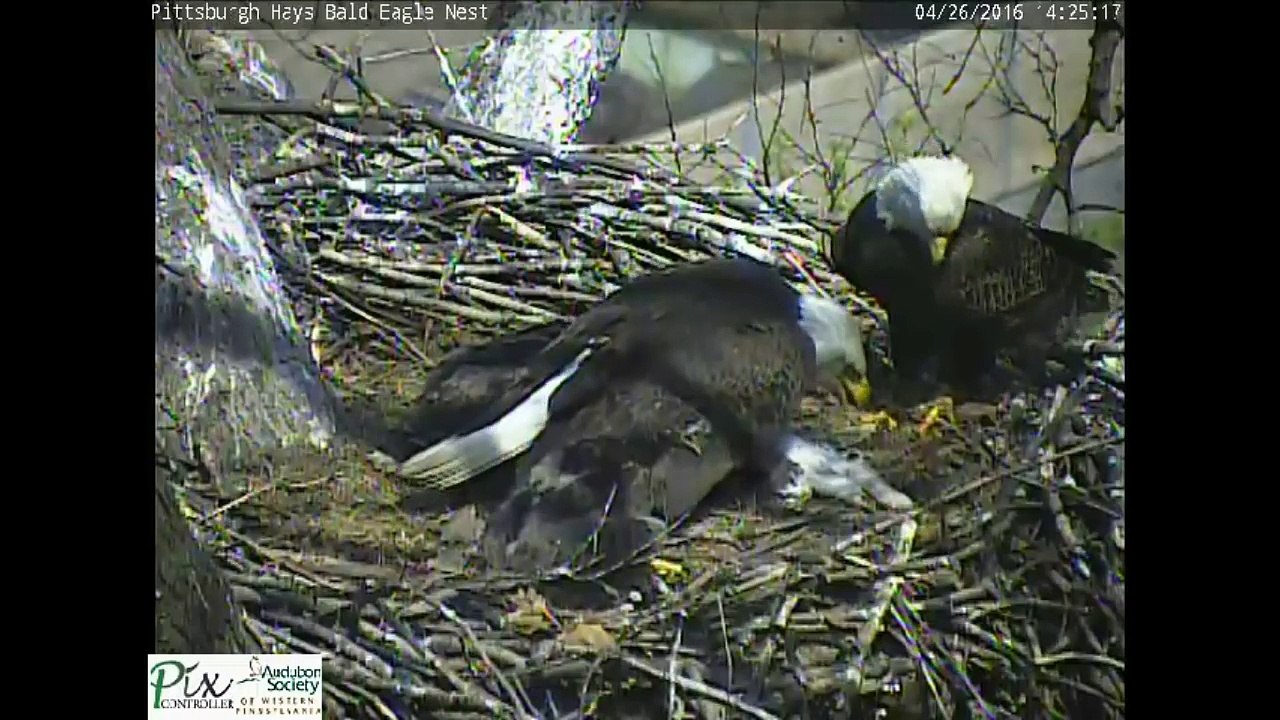 Hays bald eagles bring cat to nest for eaglets