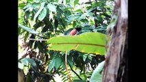 Asian Paradise Fly-catcher, Avissawella, Sri Lanka.