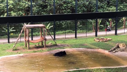 Encagé durant toute sa vie, cet ours est enfin libébé et admirez sa réaction! Indescriptible!