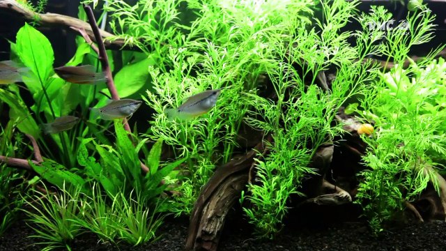 Aquamen les rois des aquariums la petite sirene