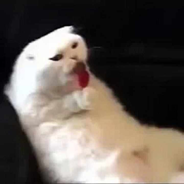 Cat a Lollipop Vine - chat kedi