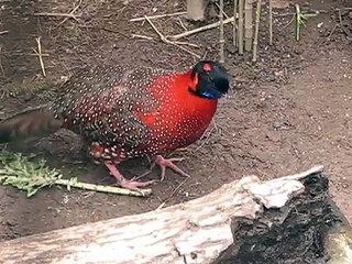 frontal courtship of a tragopan satyra