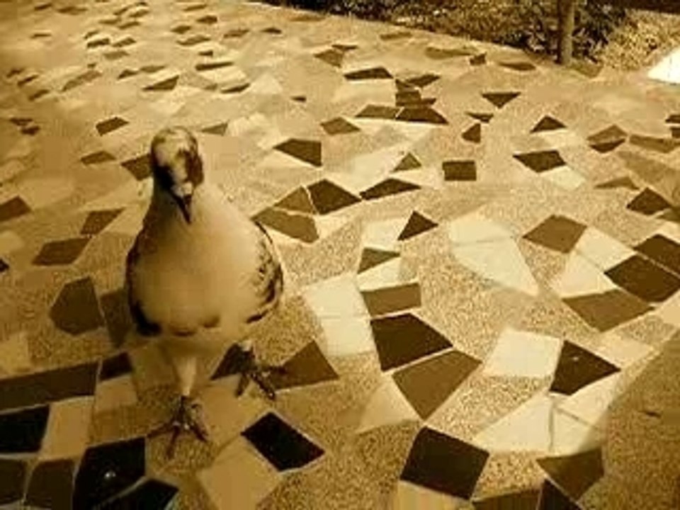 Titi et Pinette farniente sur le balcon