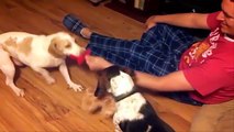 Funny Dog Sliding on Wooden Floors 2016