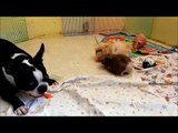 Guinea Pigs and dog eating carrots together