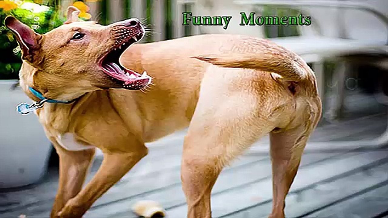 Dogs Chasing their Tails
