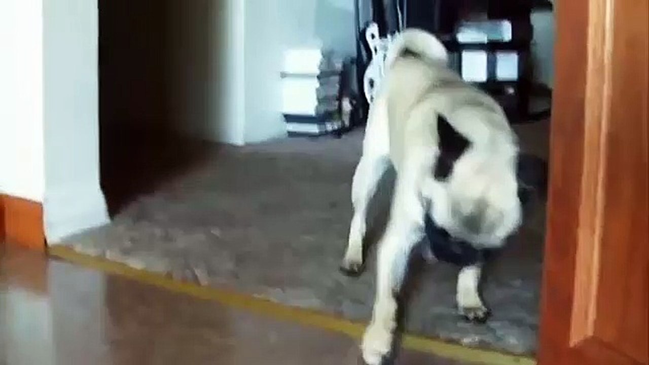 Dogs vs Broccoli
