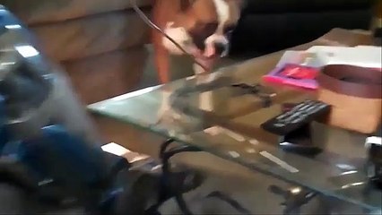 Dogs vs Vacuum Cleaner Compilation