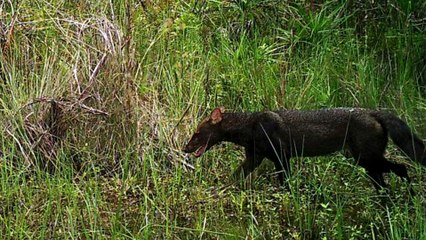 Peru News: Short-eared dog spotted in Peru after 30 years