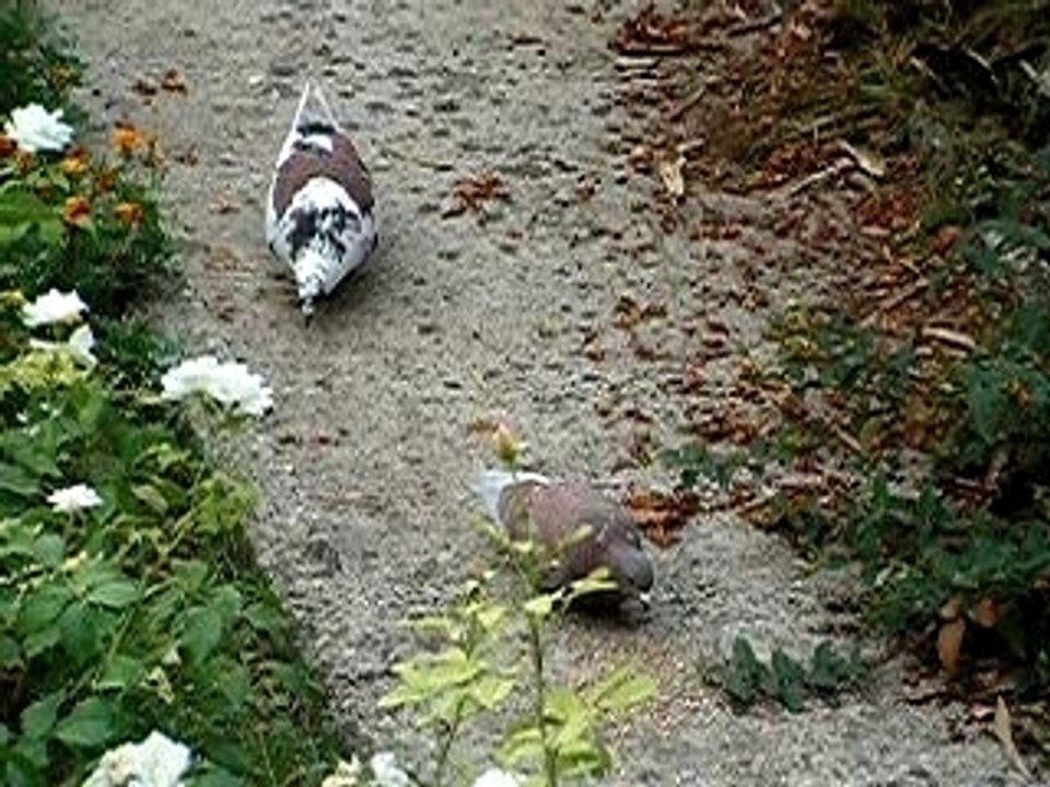 Titi et le pigeon de ville dehors picorant ensemble
