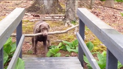 15 Reasons Why We Love Dogs