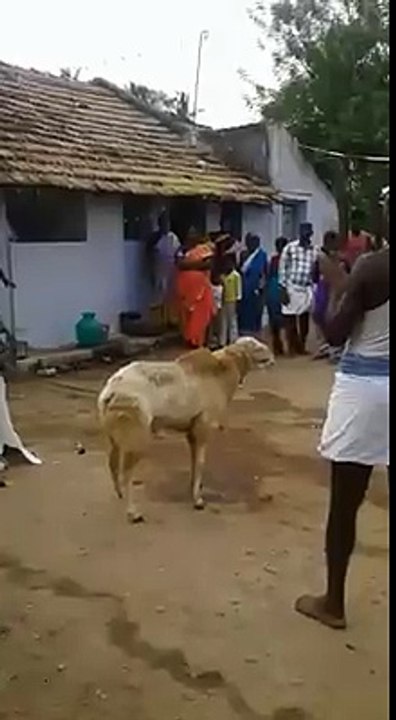 Slaughtering a sheep gone wrong