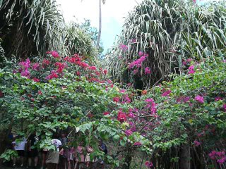 ST. LUCIA 071 P1080697