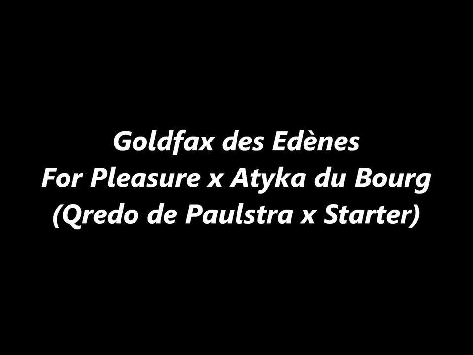 Goldfax des Edènes ou du poulain pataud à la puissance du futur crack