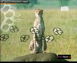 Hunters 1st August 2014 Video Watch Online pt1