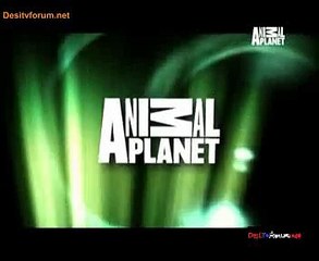 The Most Extreme 7th October 2014 Video Watch Online Pt1