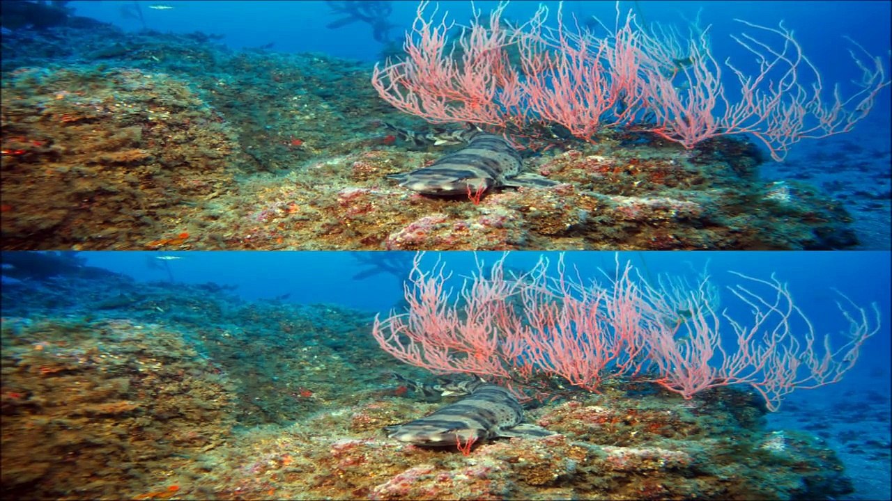 Test 3D =Into the Deep= FULL HD Over Under