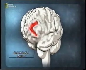 Empatia: Cerebro y envidia (Placer en la desgracia ajena)