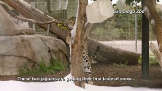 Jaguars enjoy snow day at zoo