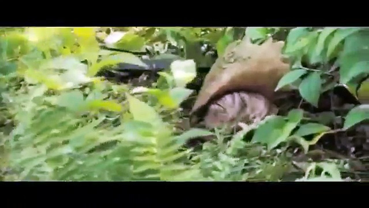 thats the way we go pirates of the caribbean